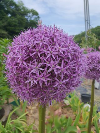 뮤M즈님의 5월 내 작물 자랑하기 · 참여글 작성글 사진