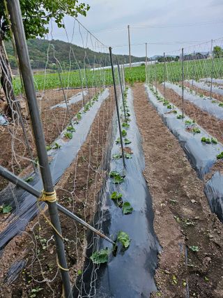 채민정님의 5월 내 작물 자랑하기 · 참여글 작성글 사진