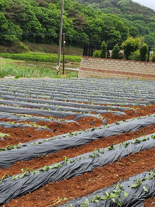 조현미님의 고구마 · 영농일지 작성글 사진