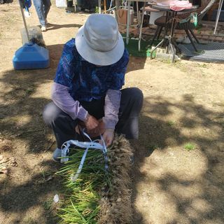 이소영님의 파 · 영농일지 작성글 사진