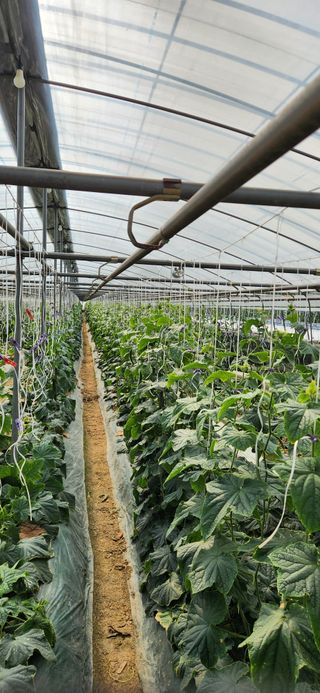 김춘수님의 오이 · 영농일지 작성글 사진