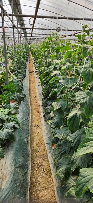 김춘수님의 오이 · 영농일지 작성글 사진