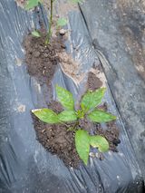 팜모닝 고추·병해충상담 게시글 이미지