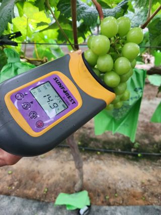 영금포도농원님의 5월 내 작물 자랑하기 · 참여글 작성글 사진