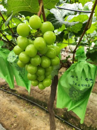 영금포도농원님의 5월 내 작물 자랑하기 · 참여글 작성글 사진