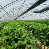 팜모닝 딸기·영농일지 게시글 이미지