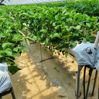 양배추15487님의 딸기 · 영농일지 작성글 사진