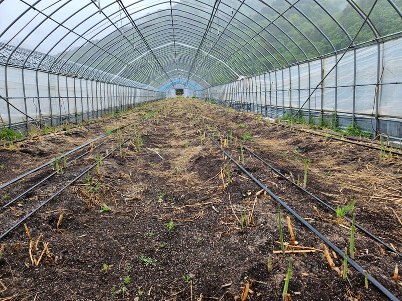 장터 상품 [아스파라거스 1kg ] 썸네일