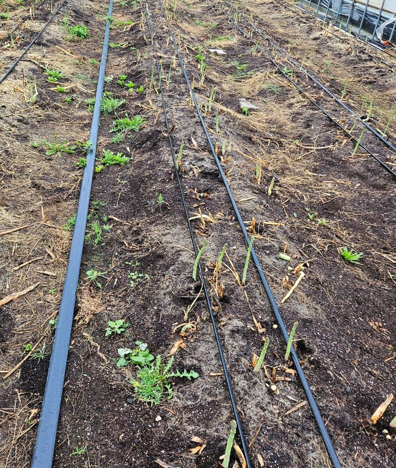 대성약초농원님의 장터 판매 상품 [아스파라거스 1kg ] 첨부 사진