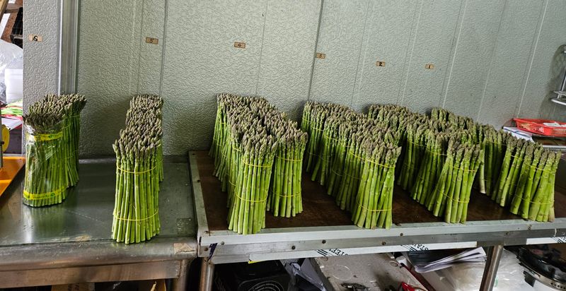 대성약초농원님의 장터 판매 상품 [아스파라거스 1kg ] 첨부 사진