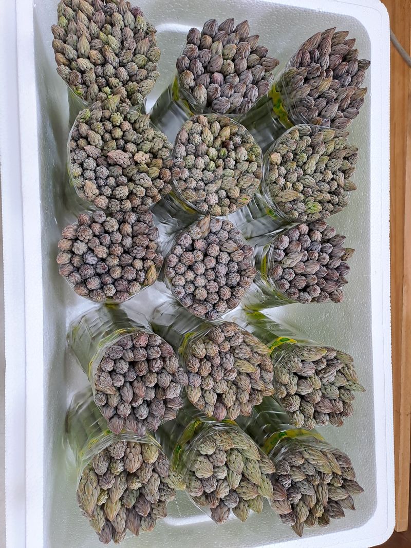 대성약초농원님의 장터 판매 상품 [아스파라거스 1kg ] 첨부 사진