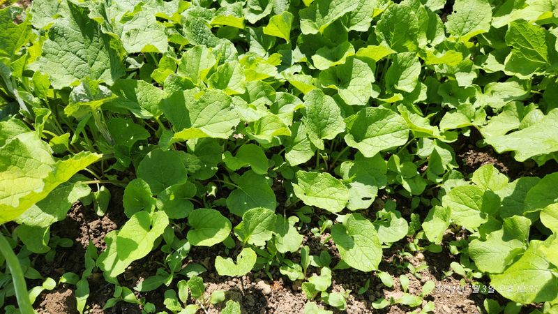 장터 상품 [(판매완료ㅡ없어요)우엉잎1kg] 썸네일