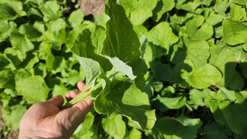 지리산행복농부님의 장터 판매 상품 [(판매완료ㅡ없어요)우엉잎1kg] 첨부 사진