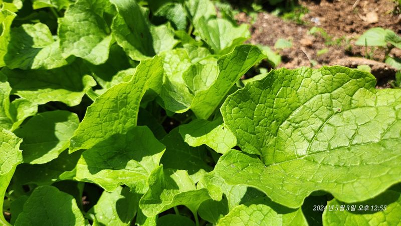 지리산행복농부님의 장터 판매 상품 [(판매완료ㅡ없어요)우엉잎1kg] 첨부 사진