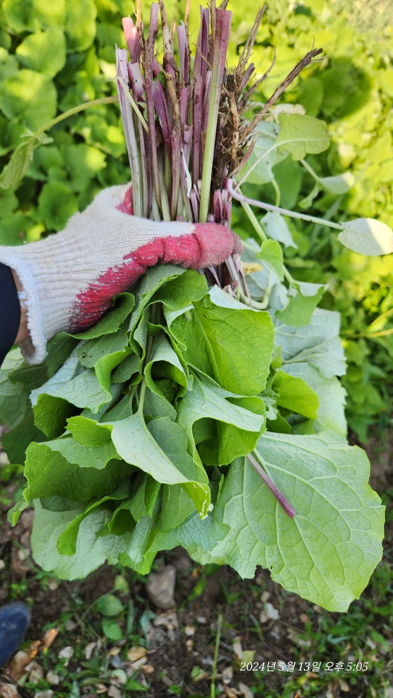 지리산행복농부님의 장터 판매 상품 [(판매완료ㅡ없어요)우엉잎1kg] 첨부 사진