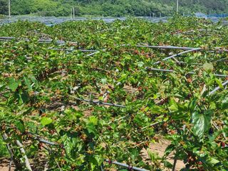 정영기대산축산농부♡님의 자유주제 · 자유게시판 작성글 사진