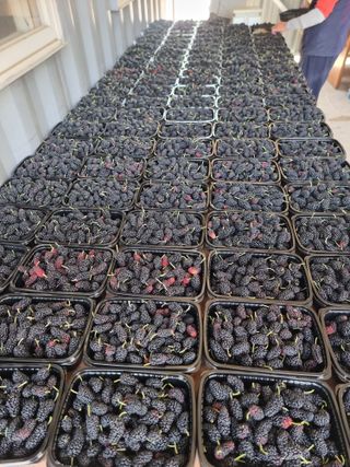 정영기대산축산농부♡님의 자유주제 · 자유게시판 작성글 사진