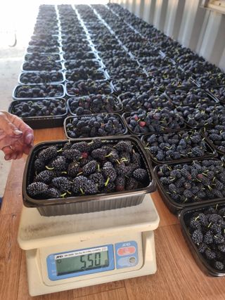 정영기대산축산농부♡님의 자유주제 · 자유게시판 작성글 사진