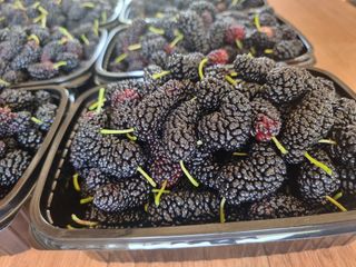 정영기대산축산농부♡님의 자유주제 · 자유게시판 작성글 사진