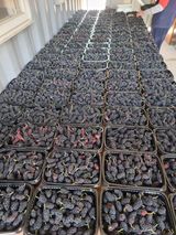 정영기대산축산농부♡님의 5월 내 작물 자랑하기·참여글 작성글 사진