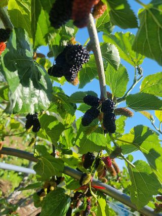 정영기대산축산농부♡님의 5월 내 작물 자랑하기 · 참여글 작성글 사진