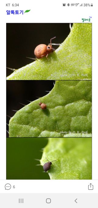 고정선님의 고추 · 병해충상담 작성글 사진