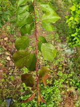팜모닝 농사, 무엇이든 물어보세요!·참여글 게시글 이미지