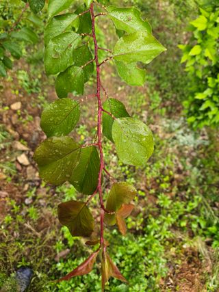 尙河園님의 농사, 무엇이든 물어보세요! · 참여글 작성글 사진