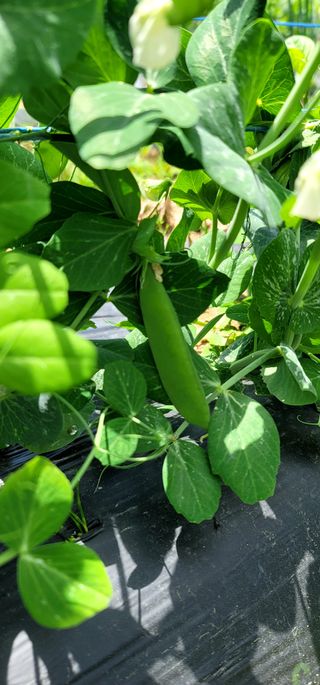 범이님의 5월 내 작물 자랑하기 · 참여글 작성글 사진