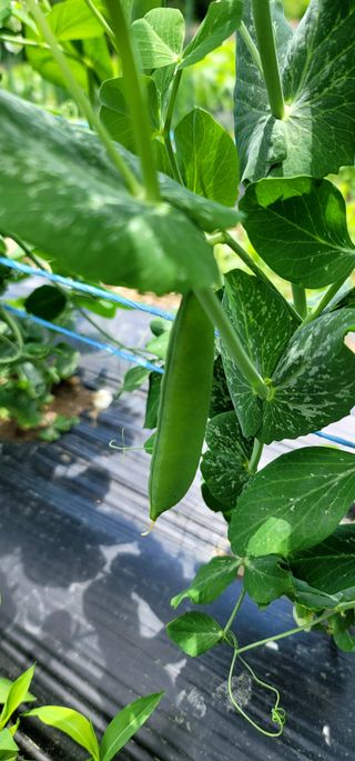 범이님의 5월 내 작물 자랑하기 · 참여글 작성글 사진