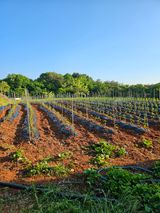 팜모닝 고추·영농일지 게시글 이미지