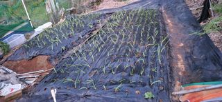 텃밭사랑꾼님의 자유주제 · 자유게시판 작성글 사진