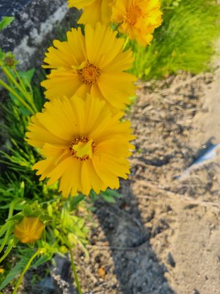 믿고사는농원-송미경님의 자유주제 · 자유게시판 작성글 사진