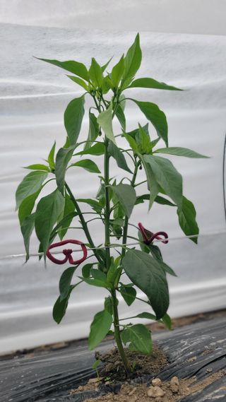 김선순(공룡자색마)님의 5월 내 작물 자랑하기 · 참여글 작성글 사진