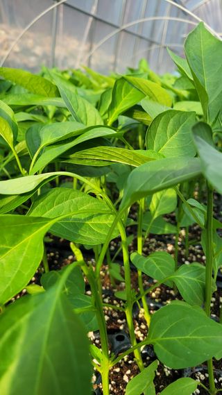 김선순(공룡자색마)님의 5월 내 작물 자랑하기 · 참여글 작성글 사진