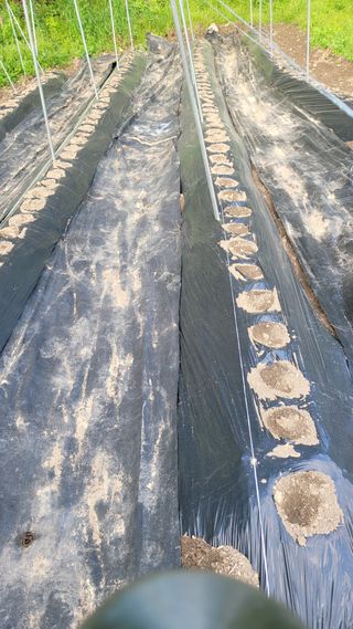 김선순(공룡자색마)님의 5월 내 작물 자랑하기 · 참여글 작성글 사진