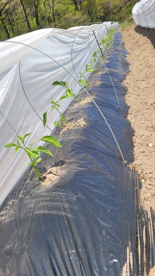 김선순(공룡자색마)님의 5월 내 작물 자랑하기 · 참여글 작성글 사진