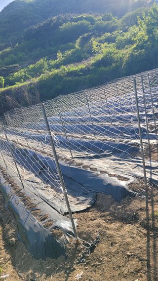 김선순(공룡자색마)님의 5월 내 작물 자랑하기 · 참여글 작성글 사진