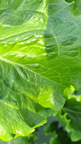 프롬밭님의 상추 · 병해충상담 작성글 사진