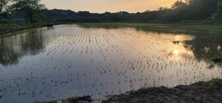 신승철님의 벼 · 영농일지 작성글 사진