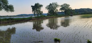 신승철님의 벼 · 영농일지 작성글 사진