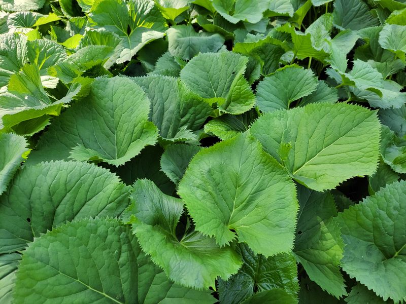 장터 상품 [노지 재배 곰취1kg] 썸네일