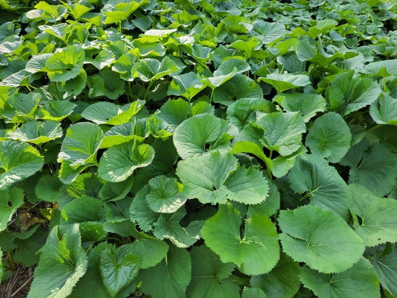 이은정님의 장터 판매 상품 [노지 재배 곰취1kg] 첨부 사진