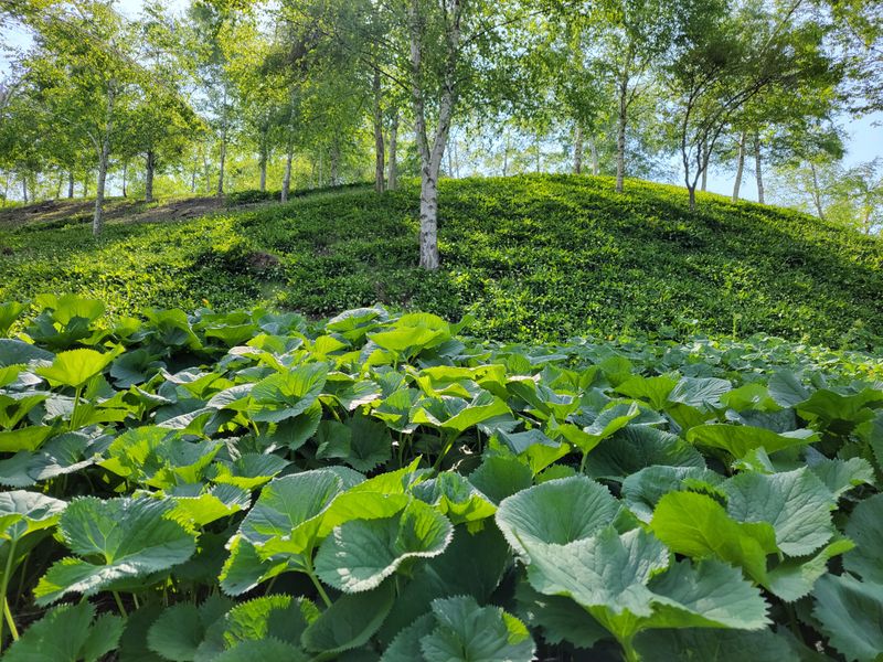 이은정님의 장터 판매 상품 [노지 재배 곰취1kg] 첨부 사진