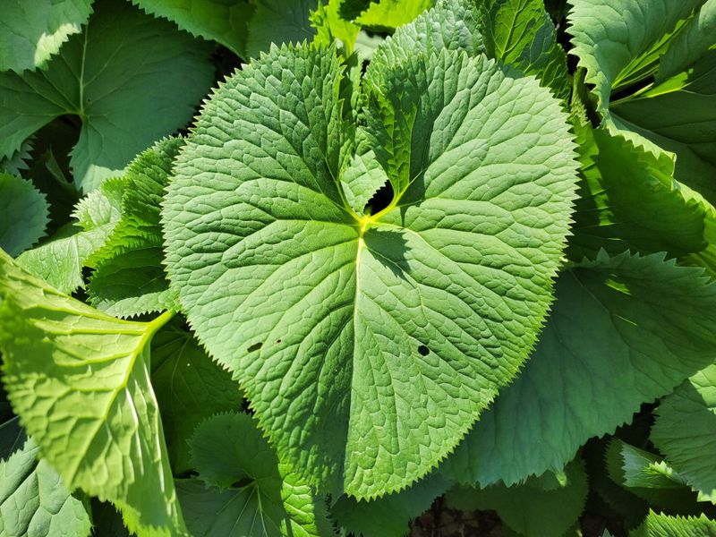 이은정님의 장터 판매 상품 [노지 재배 곰취1kg] 첨부 사진