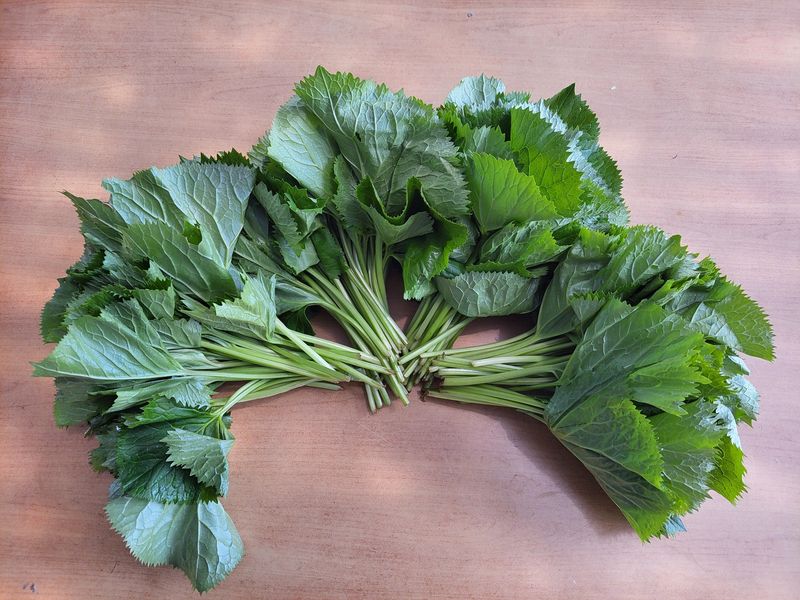 이은정님의 장터 판매 상품 [노지 재배 곰취1kg] 첨부 사진