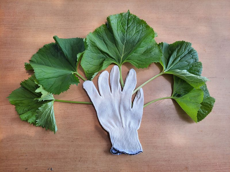 이은정님의 장터 판매 상품 [노지 재배 곰취1kg] 첨부 사진