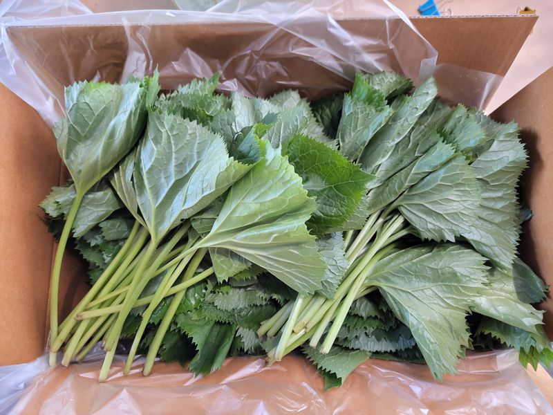 이은정님의 장터 판매 상품 [노지 재배 곰취1kg] 첨부 사진