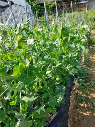 상원(尙沅)님의 5월 내 작물 자랑하기 · 참여글 작성글 사진