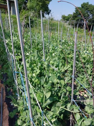 상원(尙沅)님의 5월 내 작물 자랑하기 · 참여글 작성글 사진